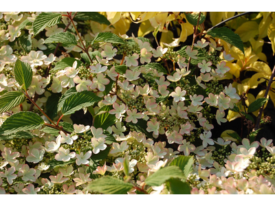 Viburnum plicatum