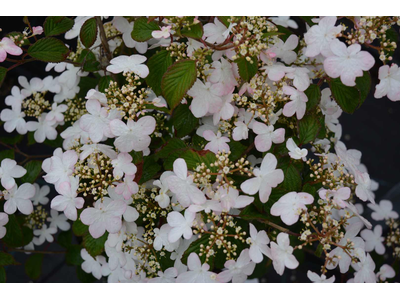 Viburnum plicatum