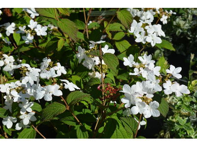 Viburnum plicatum