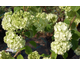 Viburnum plicatum Popcorn