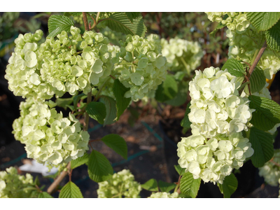 Viburnum plicatum