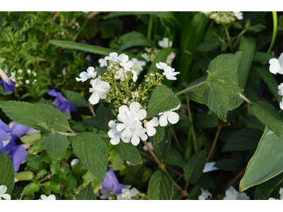 Viburnum plicatum