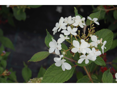 Viburnum plicatum