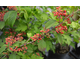 Viburnum plicatum f. tomentosum Shoshoni
