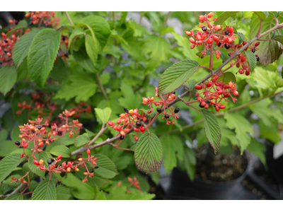 Viburnum plicatum f. tomentosum