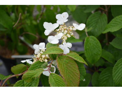 Viburnum plicatum var. tomentosum