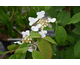 Viburnum plicatum var. tomentosum