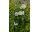 Viburnum plicatum var. tomentosum Opening Day ® First Editions