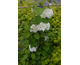 Viburnum plicatum var. tomentosum