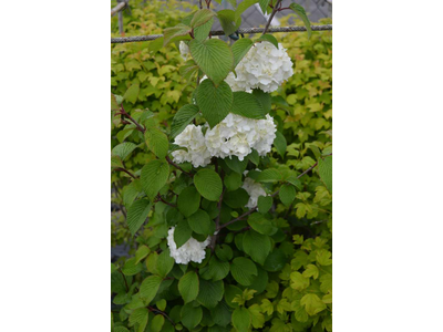 Viburnum plicatum var. tomentosum