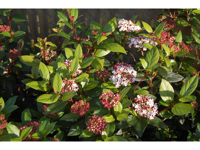 Viburnum tinus