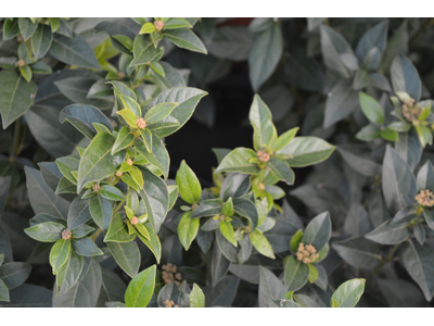 Viburnum tinus