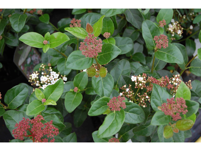 Viburnum tinus