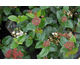 Viburnum tinus Lisarose ® Noble