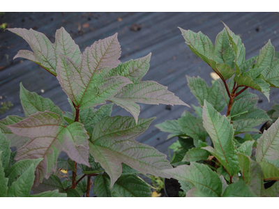 Viburnum trilobum