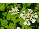 Viburnum trilobum Wentworth ®