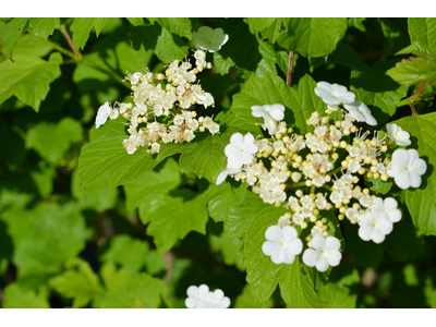 Viburnum trilobum