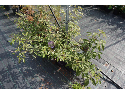 Vitex agnus-castus