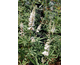 Vitex agnus-castus Albus