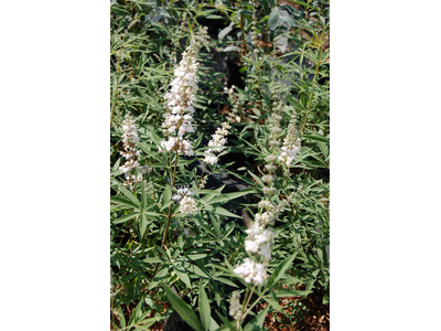 Vitex agnus-castus