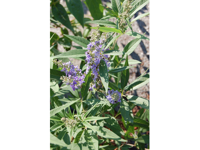 Vitex agnus-castus