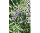 Vitex agnus-castus