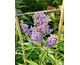 Vitex agnus-castus