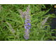 Vitex agnus-castus