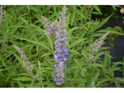 Vitex agnus-castus