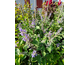 Vitex agnus-castus