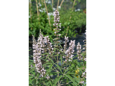 Vitex agnus-castus