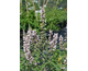 Vitex agnus-castus