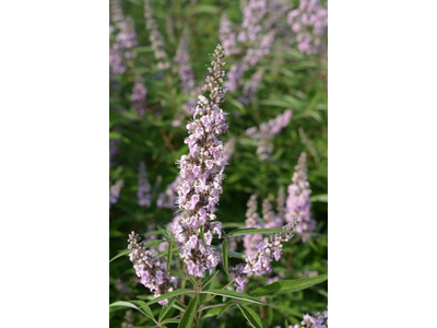 Vitex agnus-castus