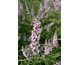 Vitex agnus-castus Pink Pinnacle ®