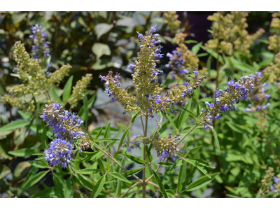 Vitex agnus-castus