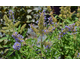 Vitex agnus-castus Queen Bee ® First Editions