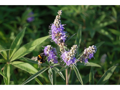 Vitex agnus-castus var. latifolia