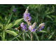 Vitex agnus-castus var. latifolia 