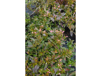 Weigela