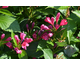 Weigela