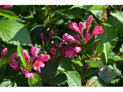 Weigela