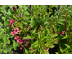Weigela Bristol Ruby