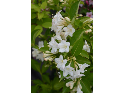 Weigela