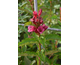 Weigela Cherry Love