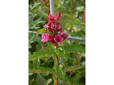 Weigela