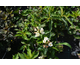 Weigela Colourtwist Sunny Side Up ® PW