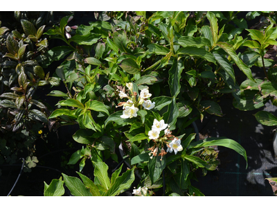 Weigela