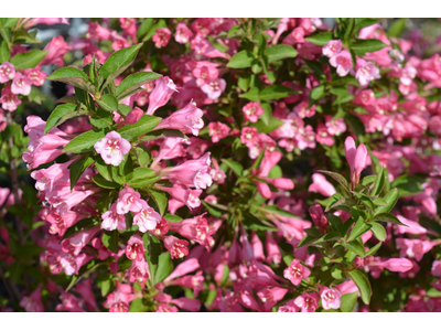 Weigela
