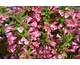 Weigela Colourtwist Twopink ® PW