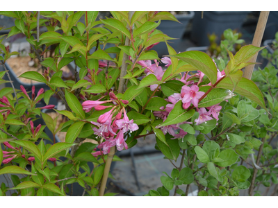 Weigela florida